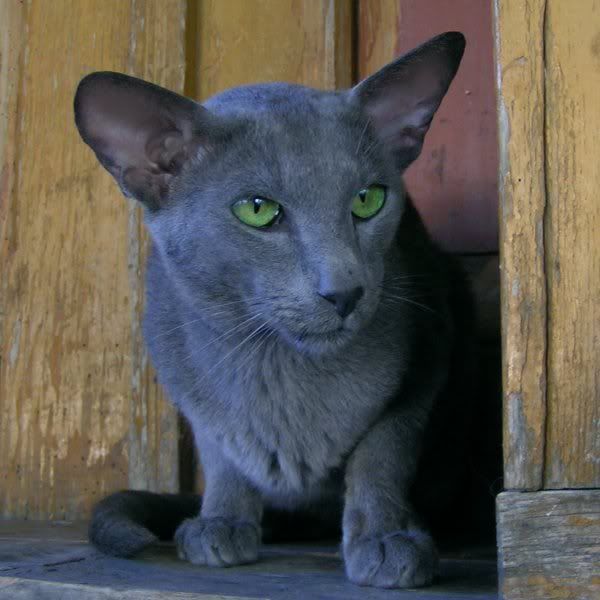 Качена снимка