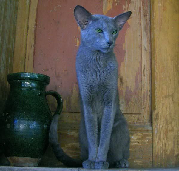 Качена снимка