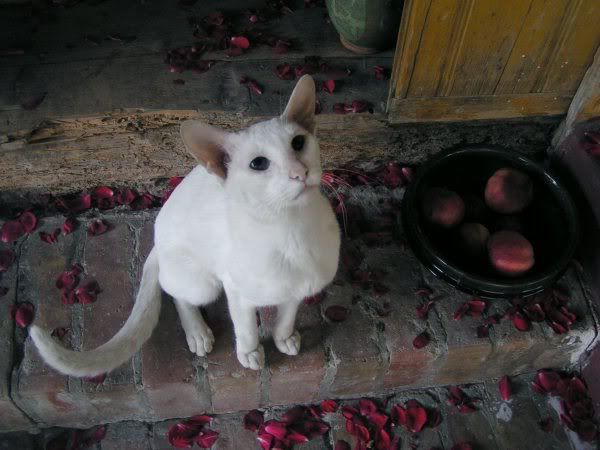 Качена снимка