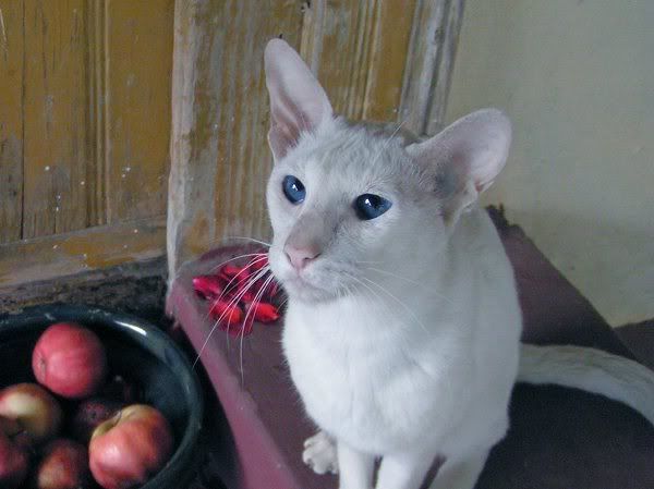 Качена снимка