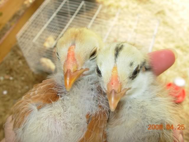 Ameraucana Sexing Backyard Chickens Learn How To Raise Chickens