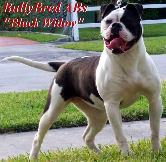 http://smg.photobucket.com/albums/v672/americanbulldogchopper/Pedigree