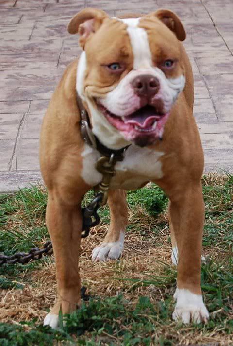 Moki1.jpg