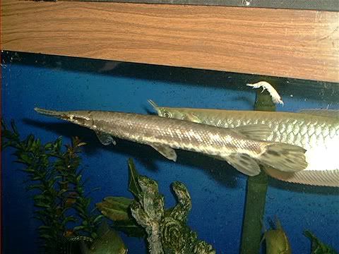 florida gar care