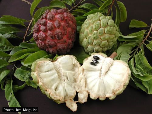 sugar apple mannerism