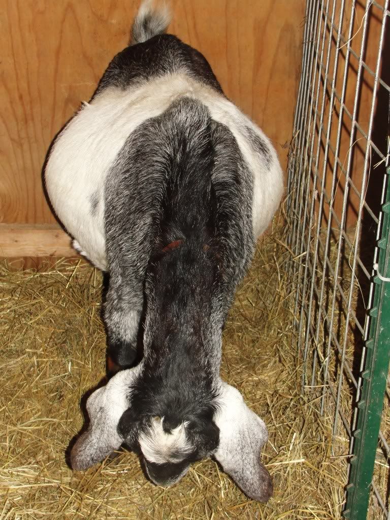 Ages Ago Acres 2012 kidding tales... - Goats