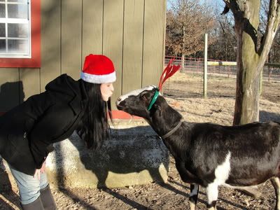 baby bump pics - Goats