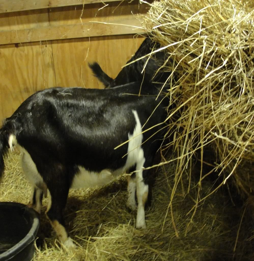 Ages Ago Acres 2012 kidding tales... - Goats