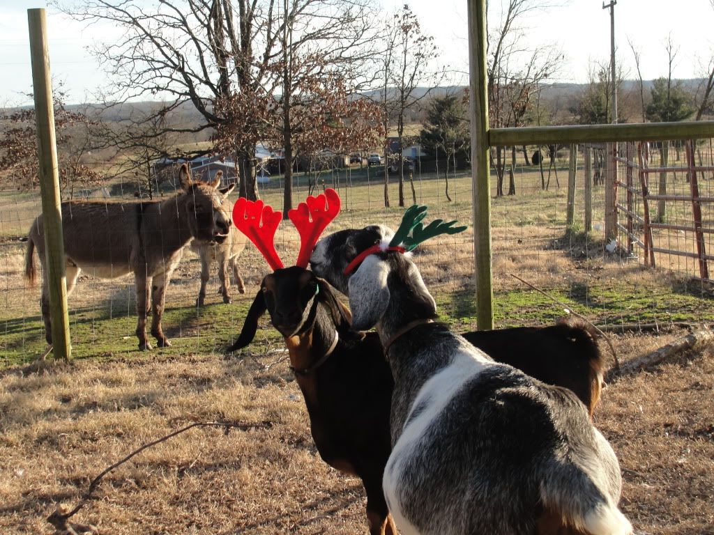 baby bump pics - Goats