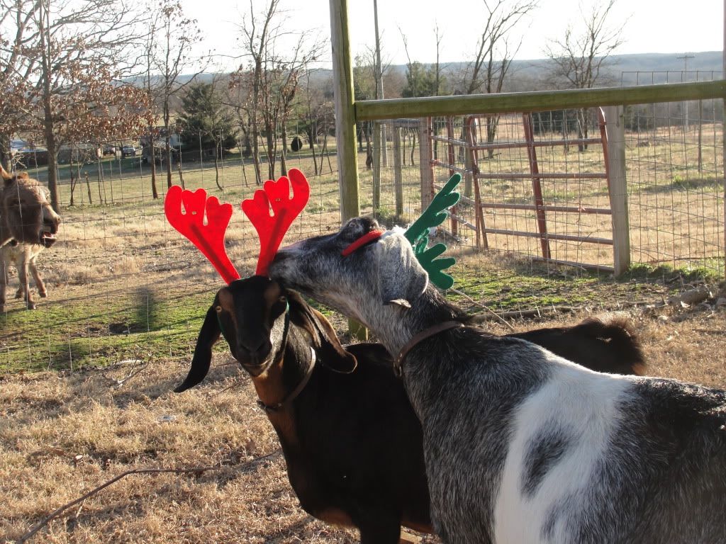 baby bump pics - Goats