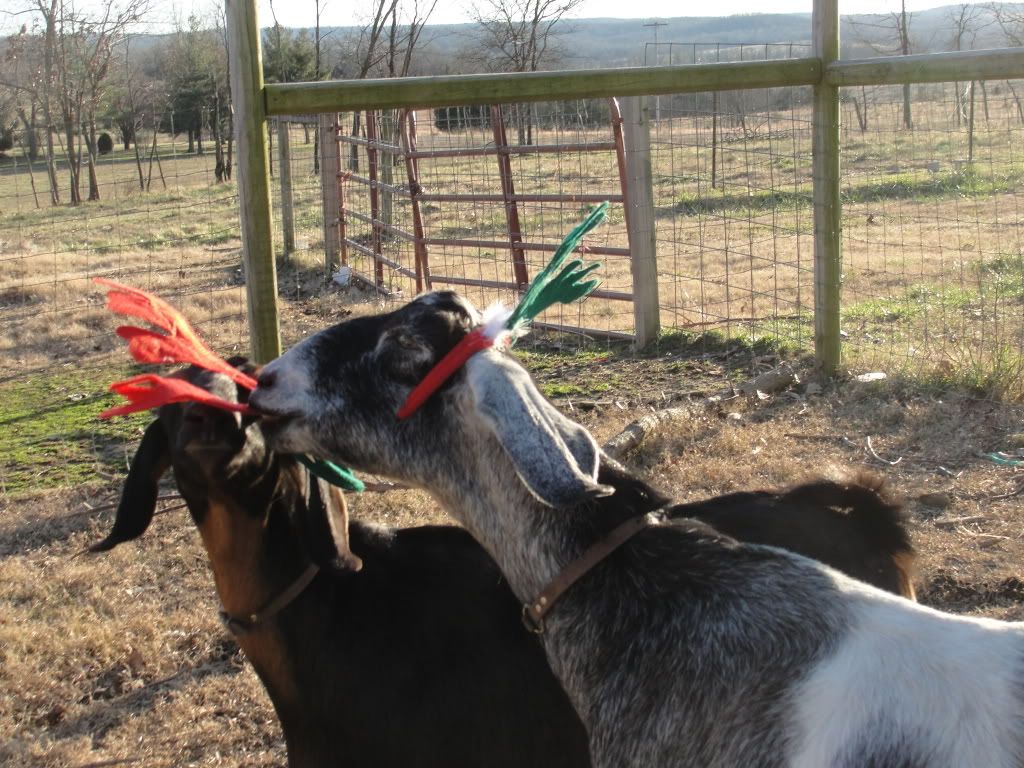 baby bump pics - Goats