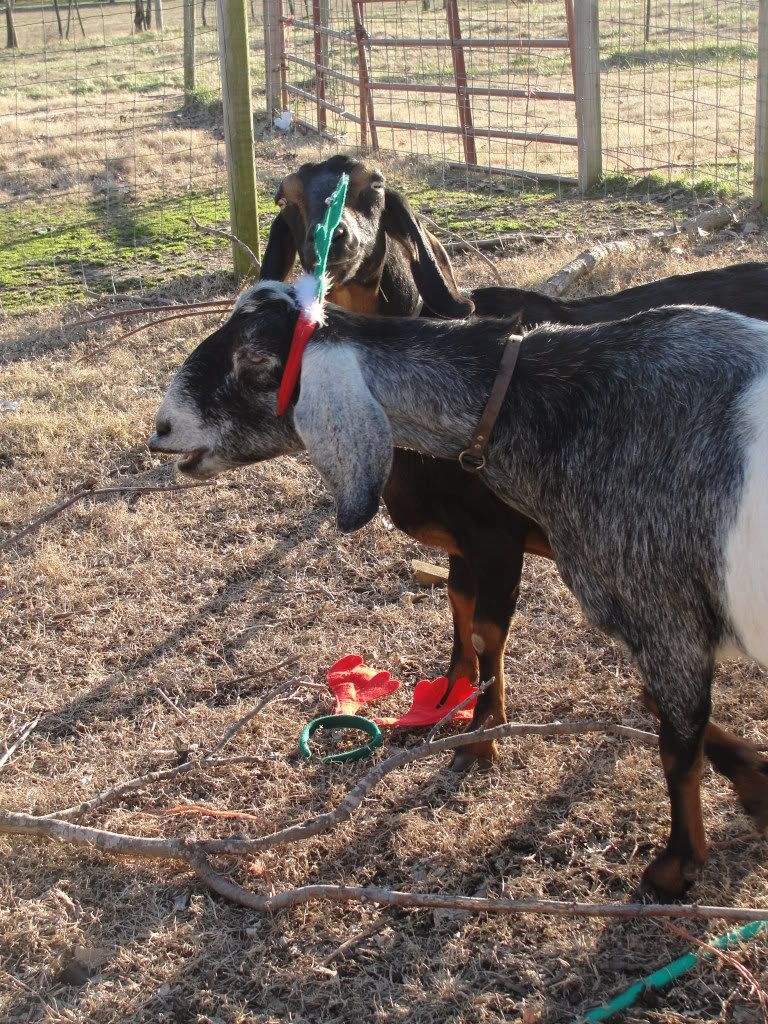 baby bump pics - Goats