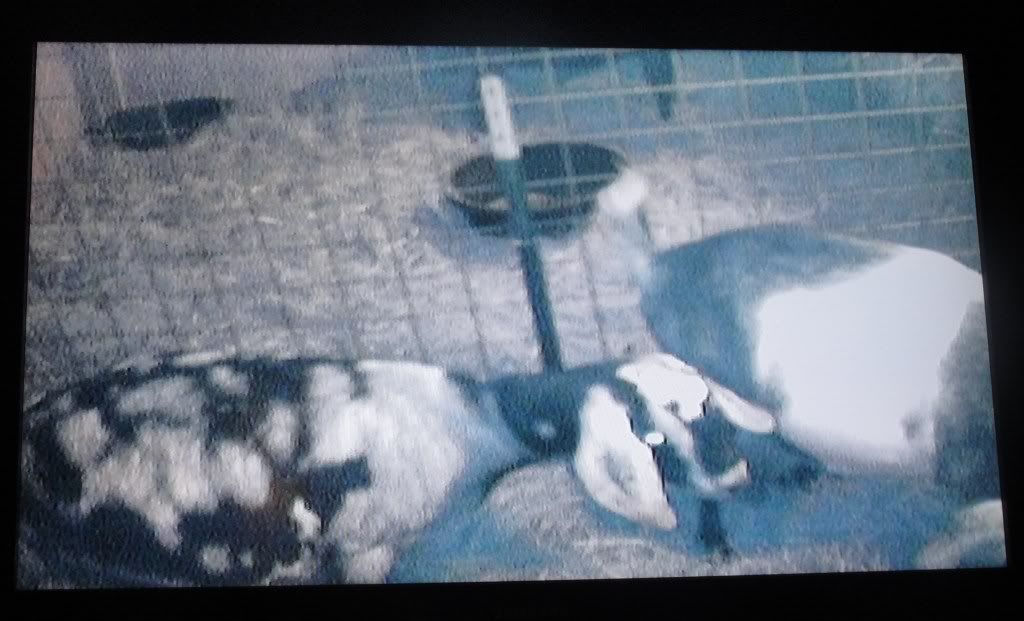 Ages Ago Acres 2012 kidding tales... - Goats