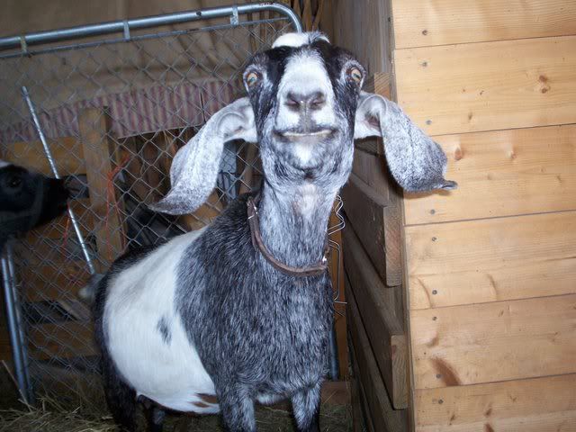 Goofy Goat Picture - Goats