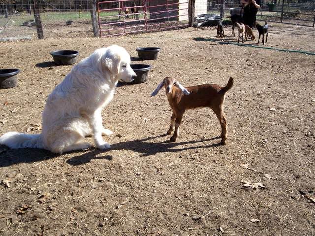 Best LGD breed? - Goats