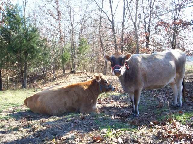 Milk cows anywhere near Austin, Texas?? - Cattle