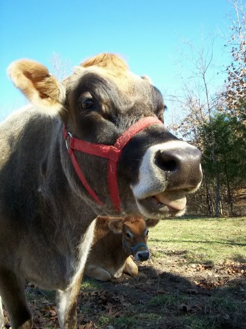 Milk cows anywhere near Austin, Texas?? - Cattle