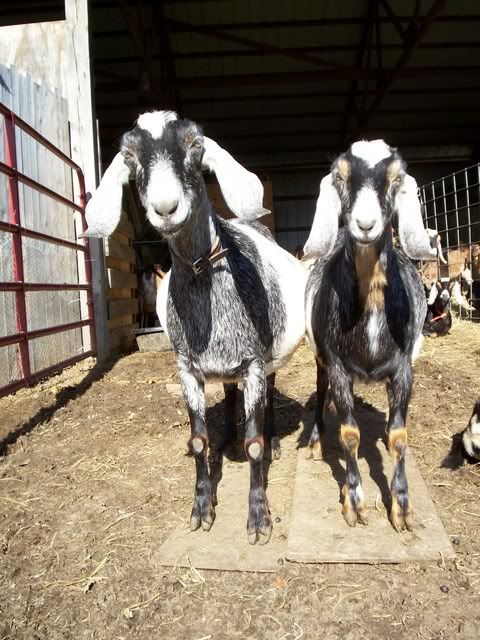 Big Bellies Everywhere! had to share - Goats