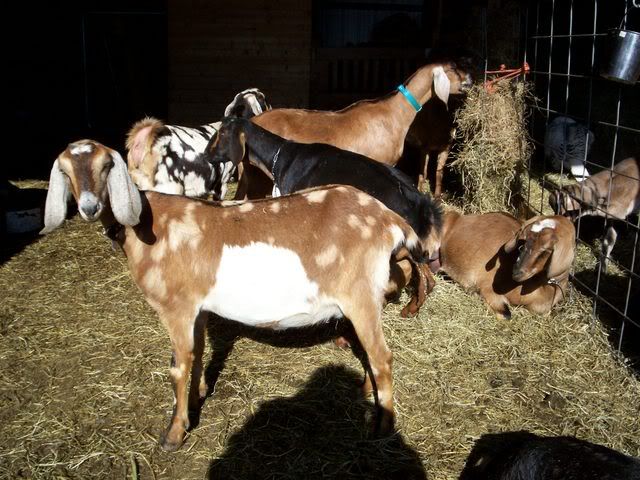 Big Bellies Everywhere! had to share - Goats