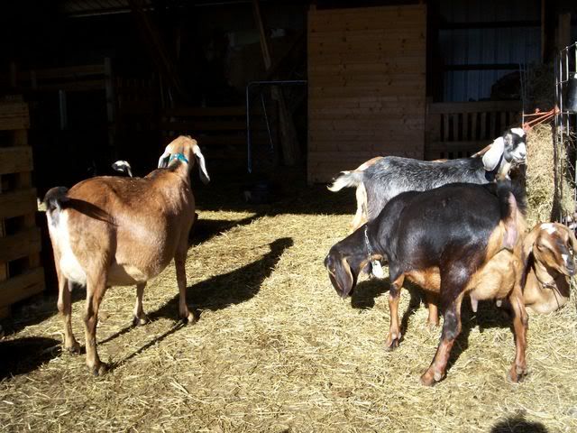 Beautiful FF udder - Goats