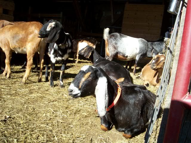 Big Bellies Everywhere! had to share - Goats