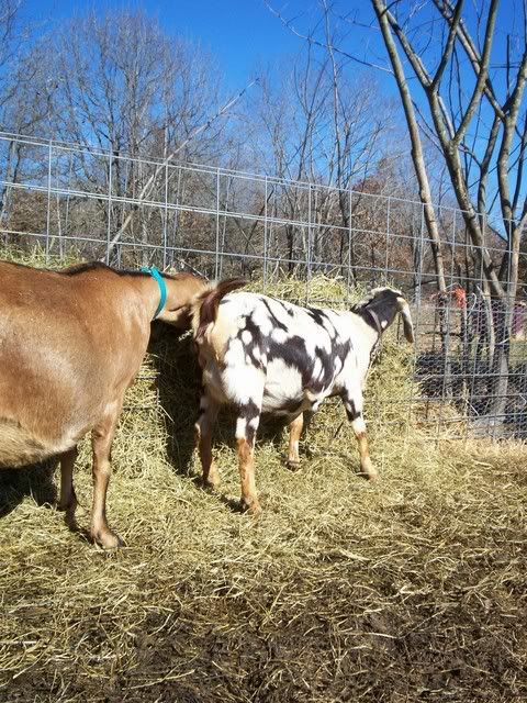 Big Bellies Everywhere! had to share - Goats