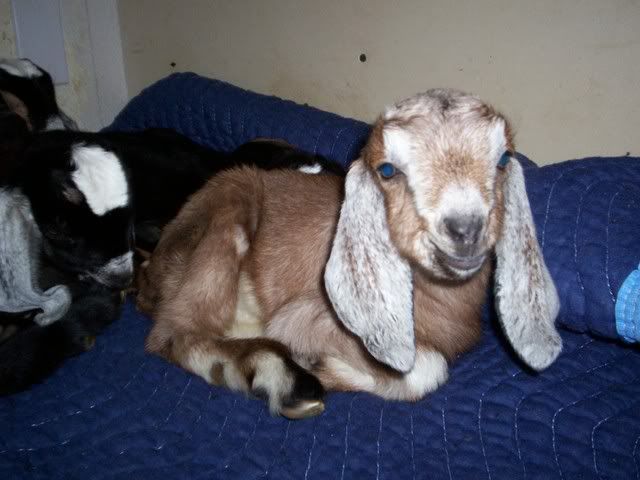 first baby long ears arrived! (pics) - Goats