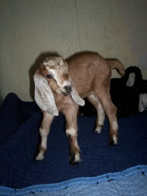 first baby long ears arrived! (pics) - Goats