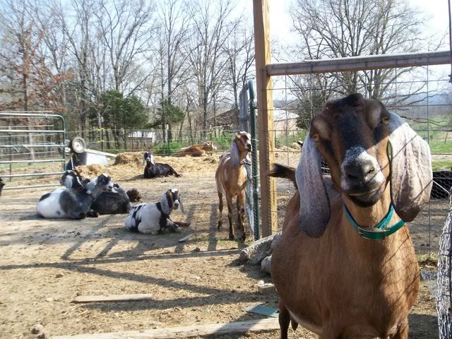 Nubian Question?/ - Goats