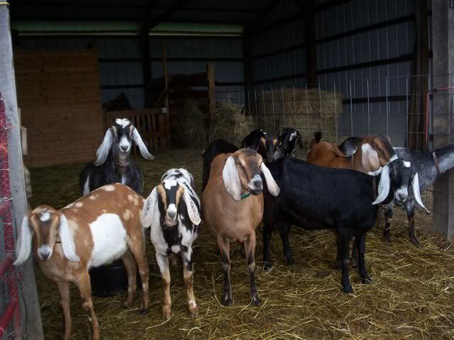 Nubian Question?/ - Goats