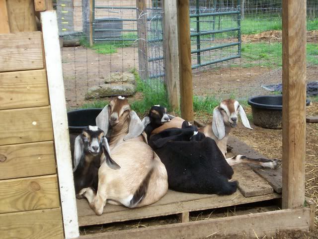 first baby long ears arrived! (pics) - Goats