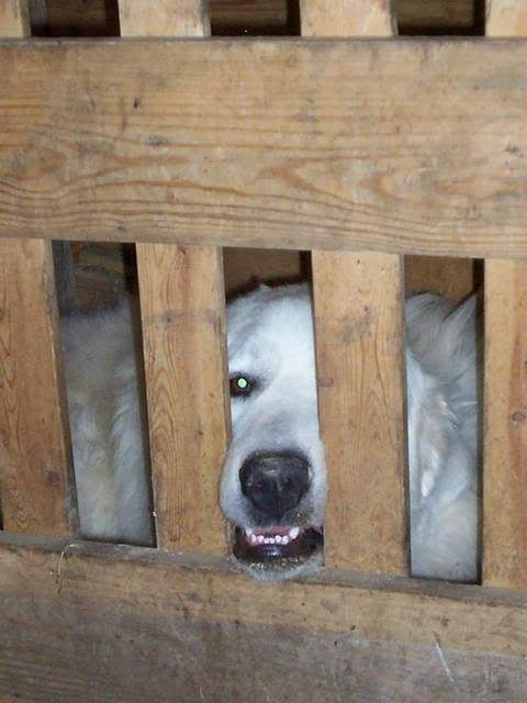 Best Friends - Cattle