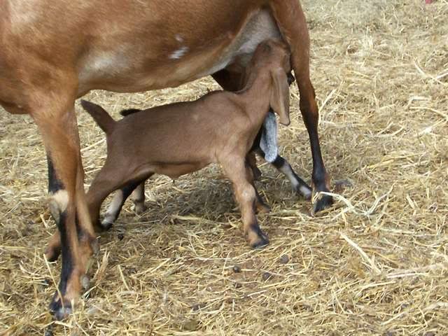 Beautiful FF udder - Goats