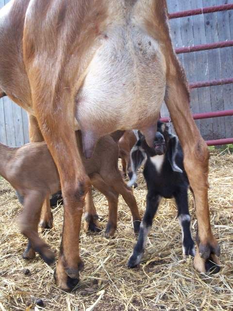 Beautiful FF udder - Goats