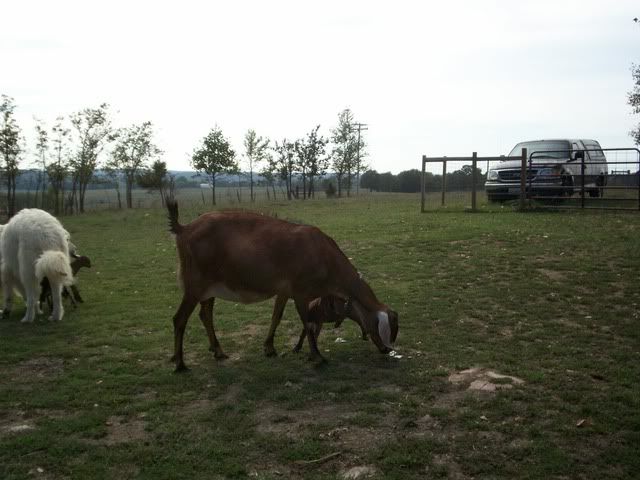 Beautiful FF udder - Goats