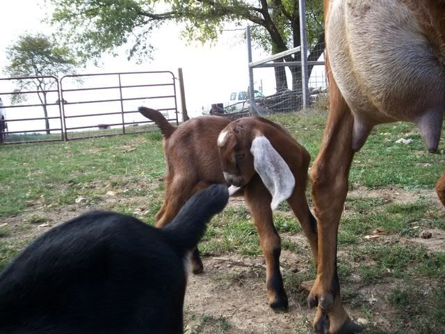 Beautiful FF udder - Goats