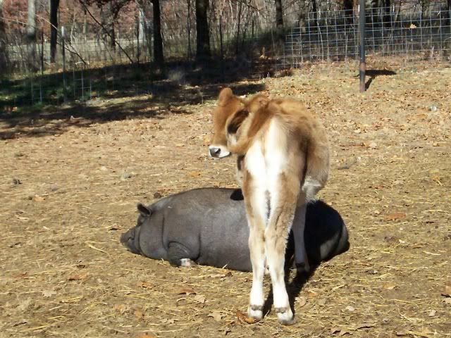 Ages Ago Acres Jan baby pics - Goats