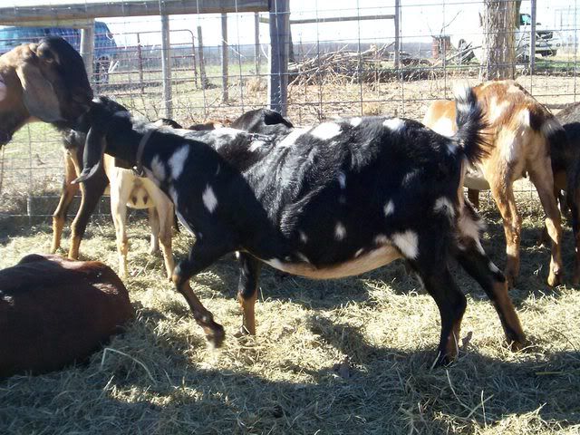 Nora is in early labor... - Goats
