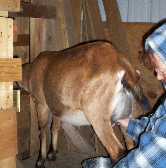 Beautiful FF udder - Goats