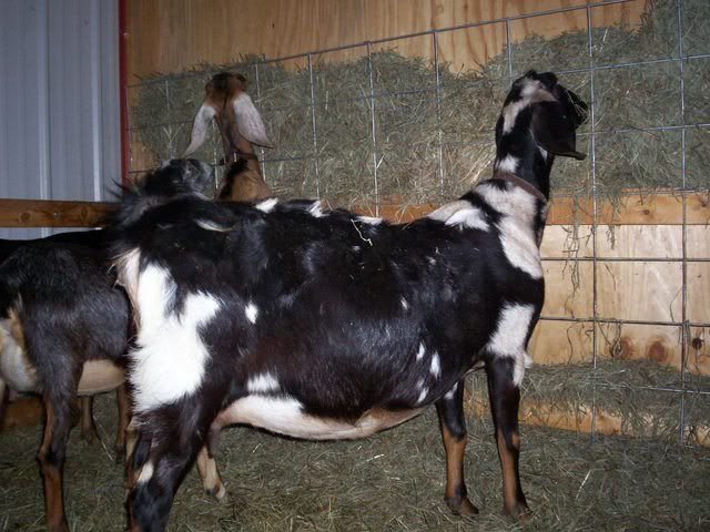Nora is in early labor... - Goats