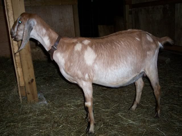 first baby long ears arrived! (pics) - Goats