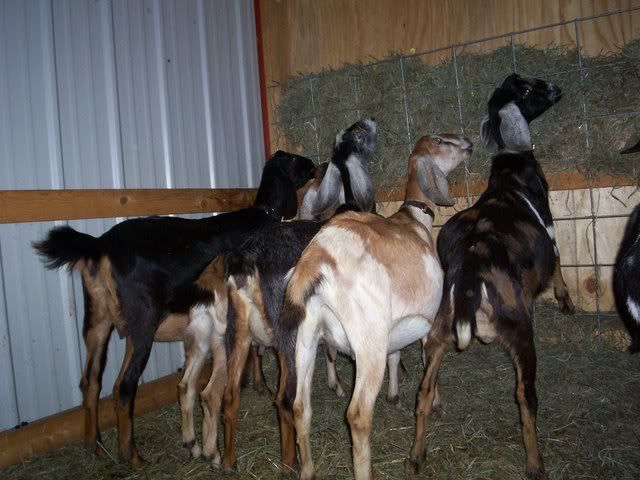 first baby long ears arrived! (pics) - Goats