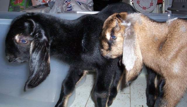 Nora's babies (pics) buckling#2 - Goats