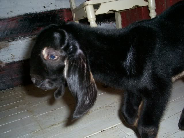 Nora's babies (pics) buckling#2 - Goats