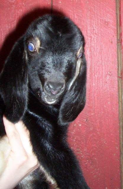 Nora's babies (pics) buckling#2 - Goats