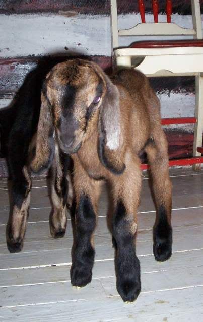 Nora's babies (pics) buckling#2 - Goats