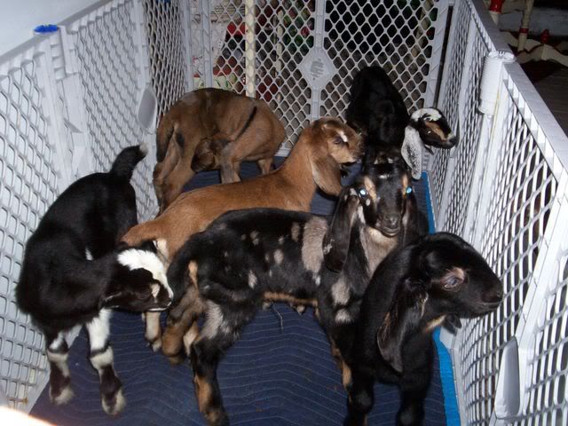Spotted babies - Goats
