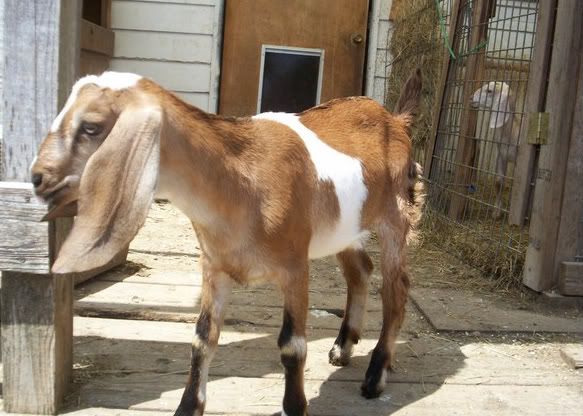 A few pics from today - Goats