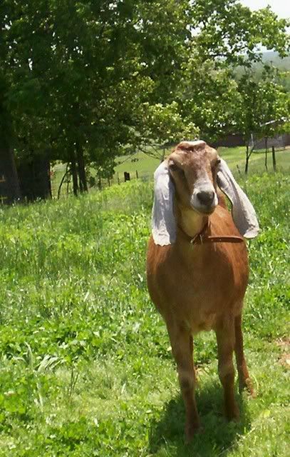 picture day at ages ago acres - Goats