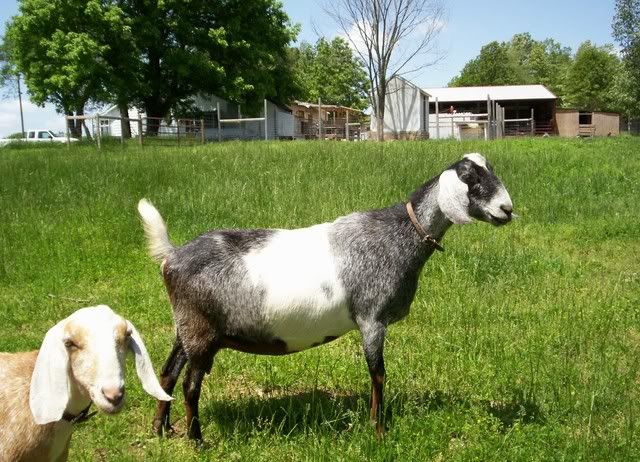 picture day at ages ago acres - Goats